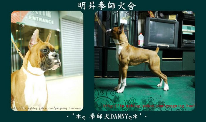明昇杜賓犬 拳師犬 專業犬舍 明昇指導手學校
