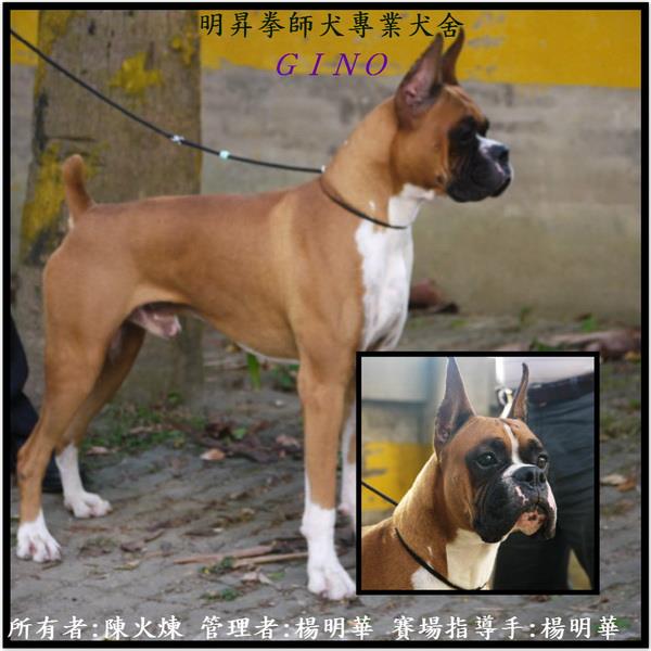 明昇杜賓犬 拳師犬 專業犬舍 明昇指導手學校