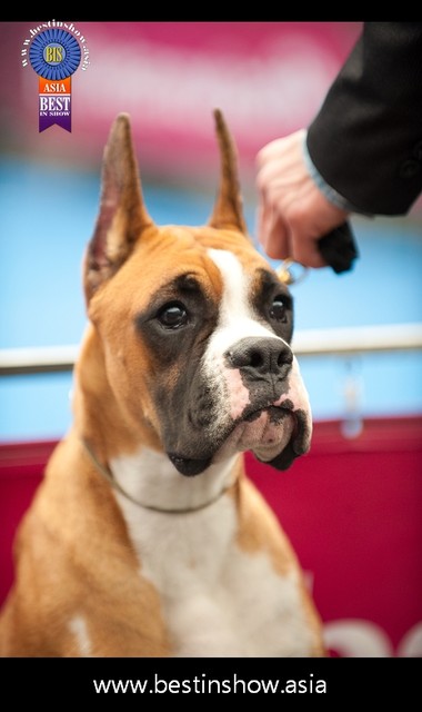 明昇杜賓犬 拳師犬 專業犬舍 明昇指導手學校