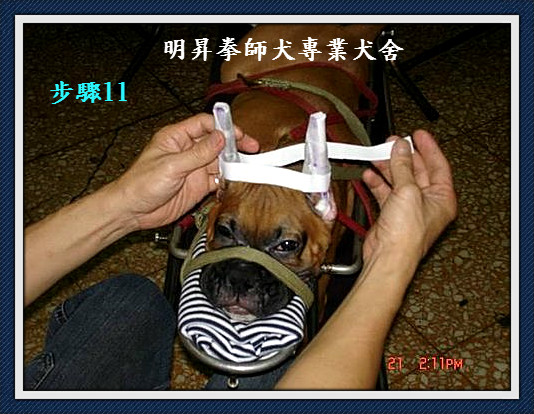 明昇杜賓犬 拳師犬 專業犬舍 明昇指導手學校