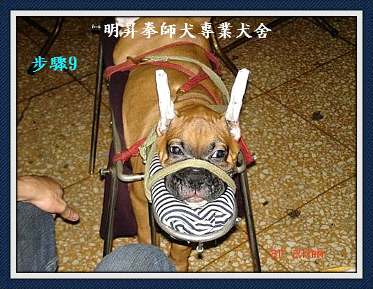明昇杜賓犬 拳師犬 專業犬舍 明昇指導手學校 飼養知識