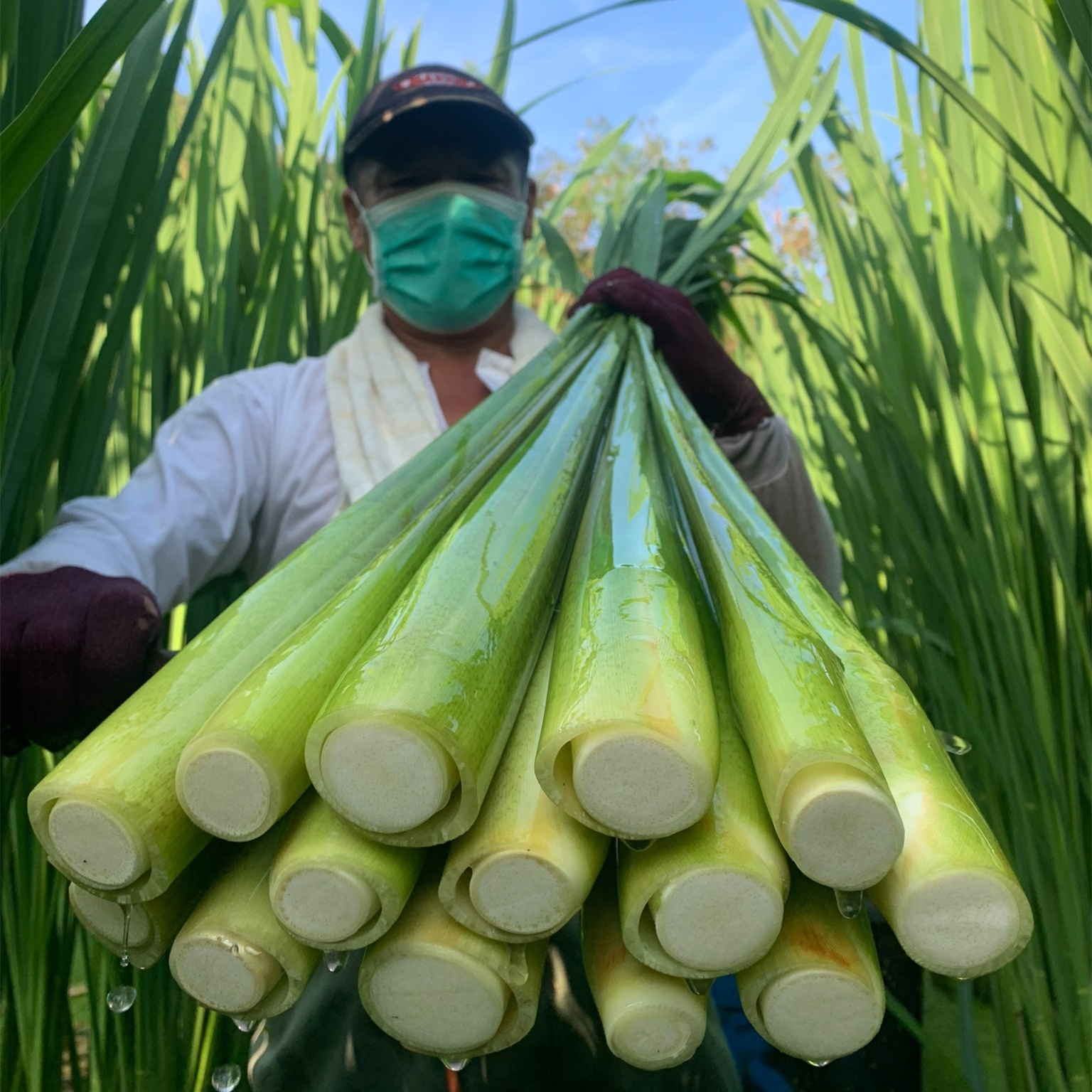 【圖說三：校友總會團購活動引起了廣泛的關注，許多參與者紛紛表示對「美人腿」的口感和營養價值深感驚艷。】
