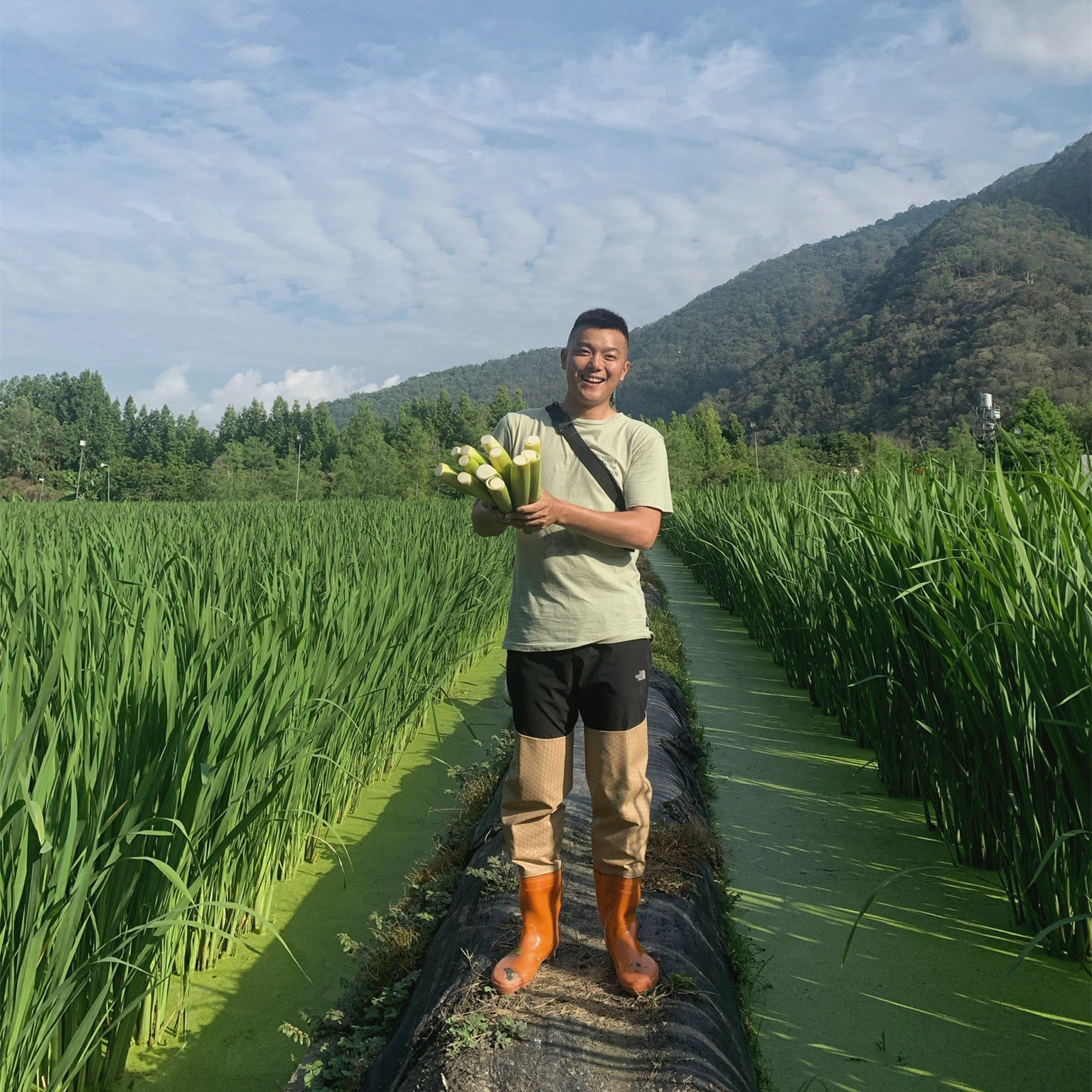 【圖說一：這些茭白筍所使用的灌溉水源來自 #觀音瀑布 的山泉水，其純淨度和新鮮度得到了消費者的高度讚譽。】